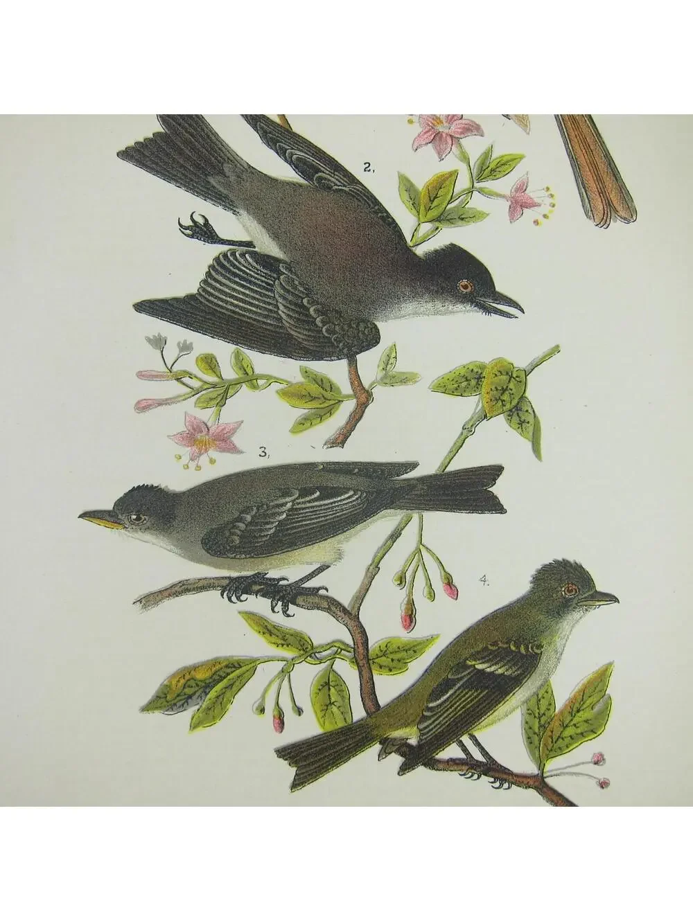 Bird Lithograph Print Crested Flycatcher Phoebe Wood Pewee Acadian Antique 1890